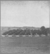 SA0332 - Photo of a view of a peach orchard. Associated with the Church Family. Identified on the back.